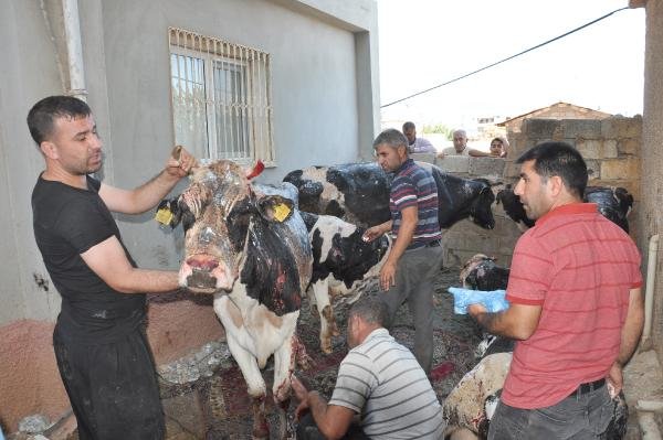 Ahırdaki Yangında, Hayvanlarda Yanıklar Oluştu