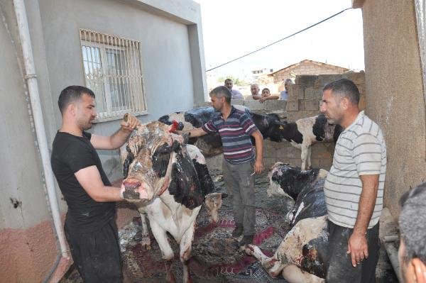 Ahırdaki Yangında, Hayvanlarda Yanıklar Oluştu