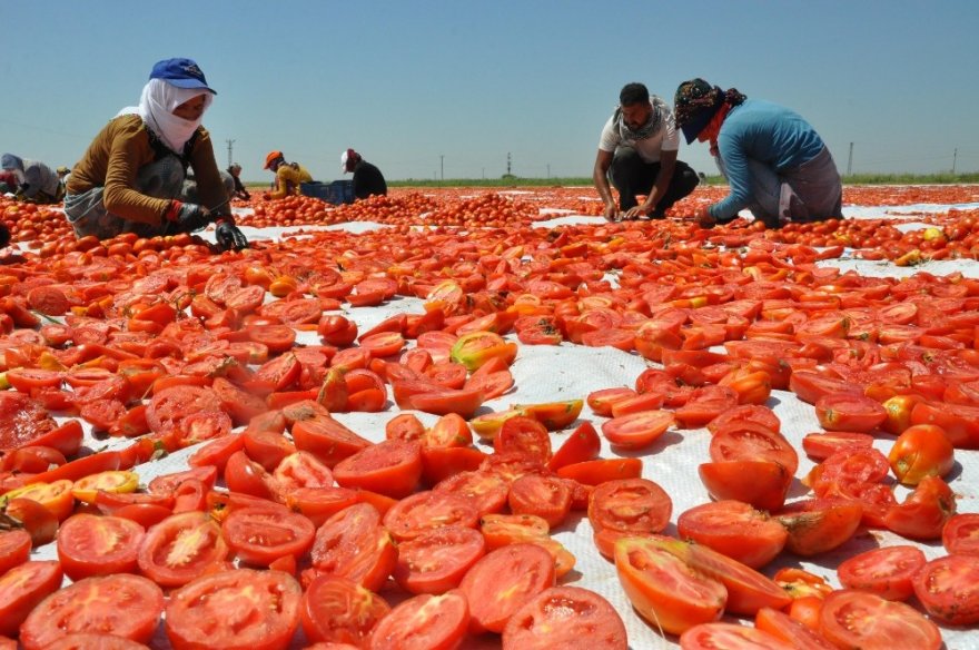 Derik’ten İtalya’ya Uzanan Lezzet