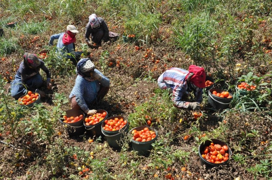 Derik’ten İtalya’ya Uzanan Lezzet