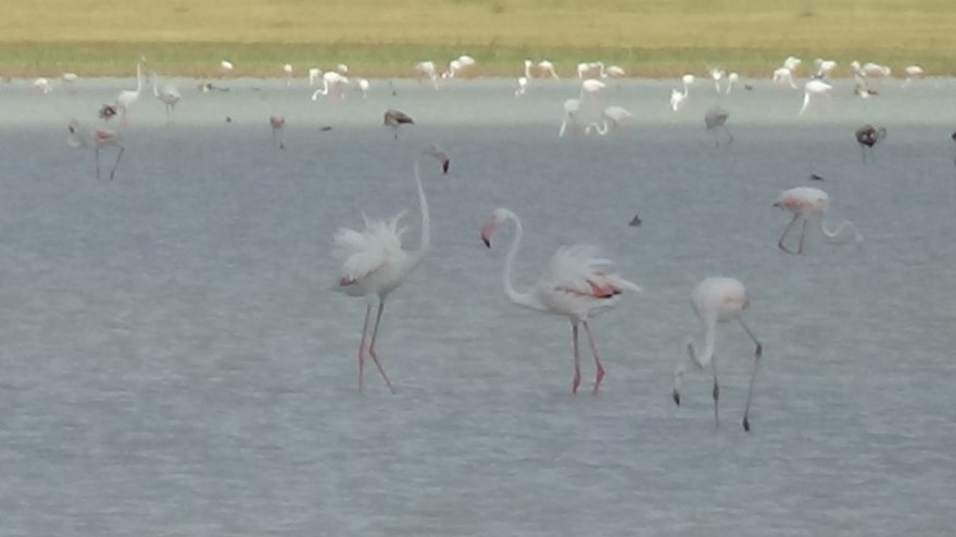 Kuruyan Göl, Kuş Cenneti Oldu