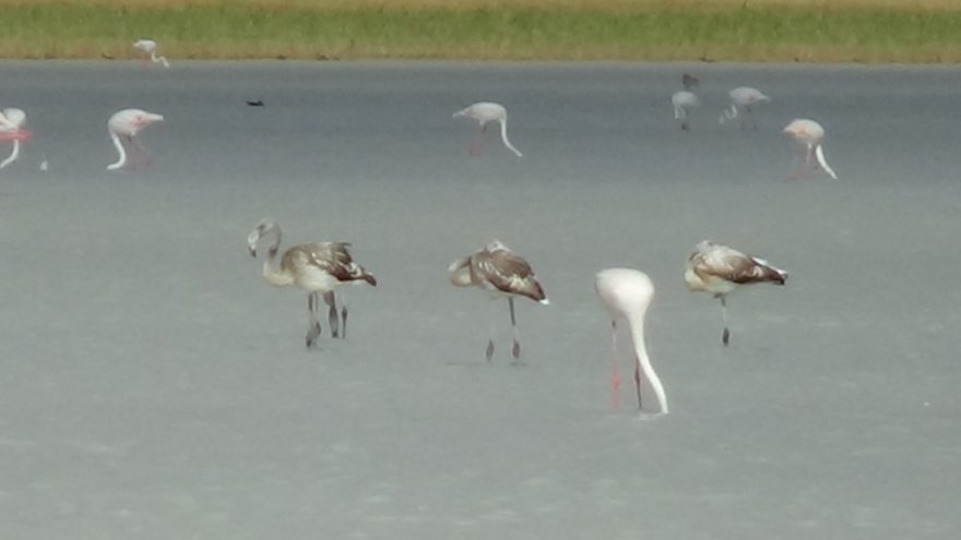 Kuruyan Göl, Kuş Cenneti Oldu