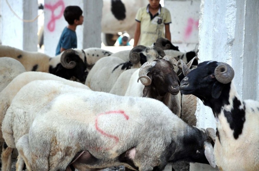 Akçakale’deki Kurbanlık Hayvan Pazarında Hareketlilik