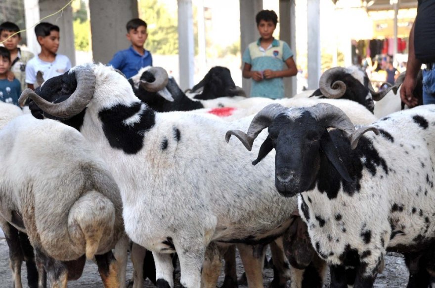 Akçakale’deki Kurbanlık Hayvan Pazarında Hareketlilik