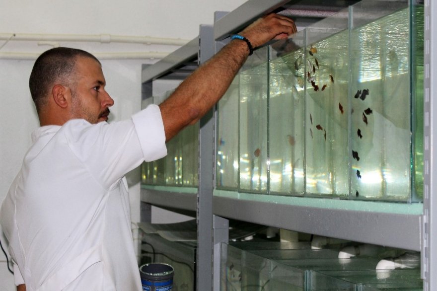 Van’da ‘Akvaryum Müzesi’ Kuruldu