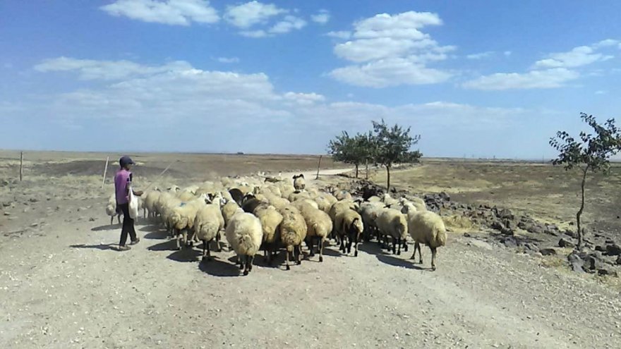 Çobanların Sıcakla İmtihanı