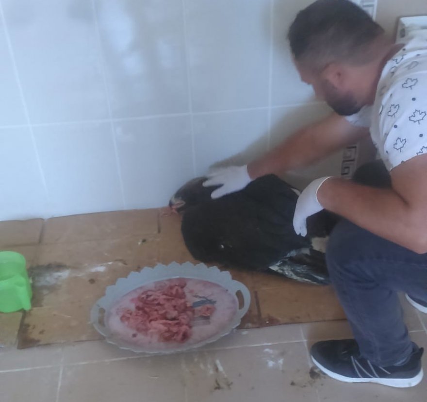 Kaya Kartalını Böyle Beslediler