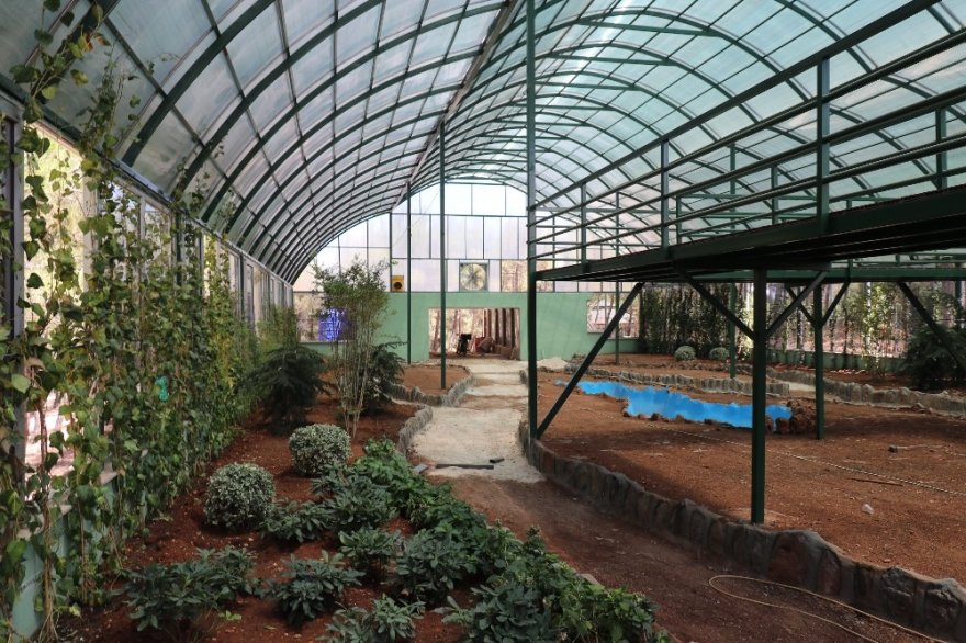Nesli Tükenen Kelebekler İçin Gaziantep’te Tropik Merkez Yapılıyor