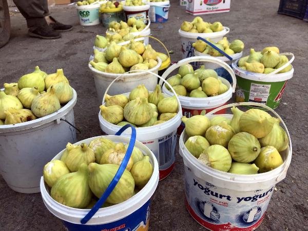 İncir Hasadı Başladı