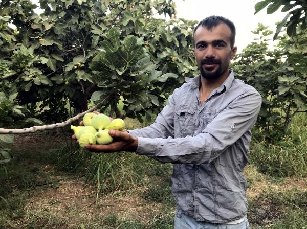 İncir Hasadı Başladı