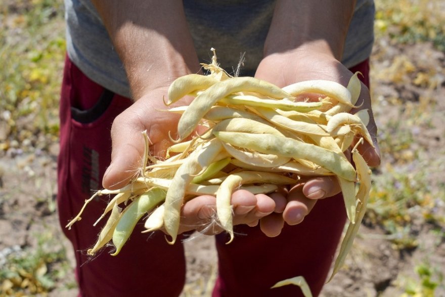 İpekyolu’nda Hasat Dönemi