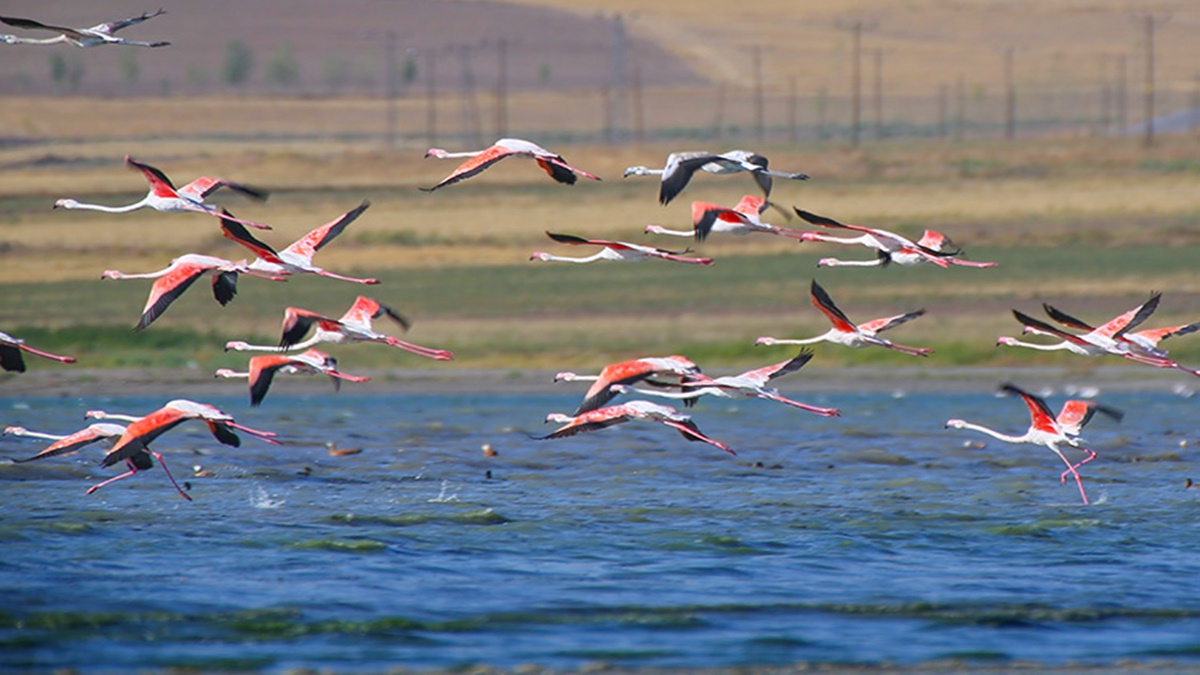 flamingo-tigris2.jpg