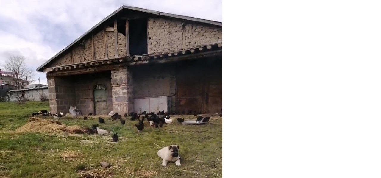 elazigda-tavuk-hirsizligi2.jpg