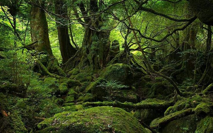 aokigahara-ormani.jpg