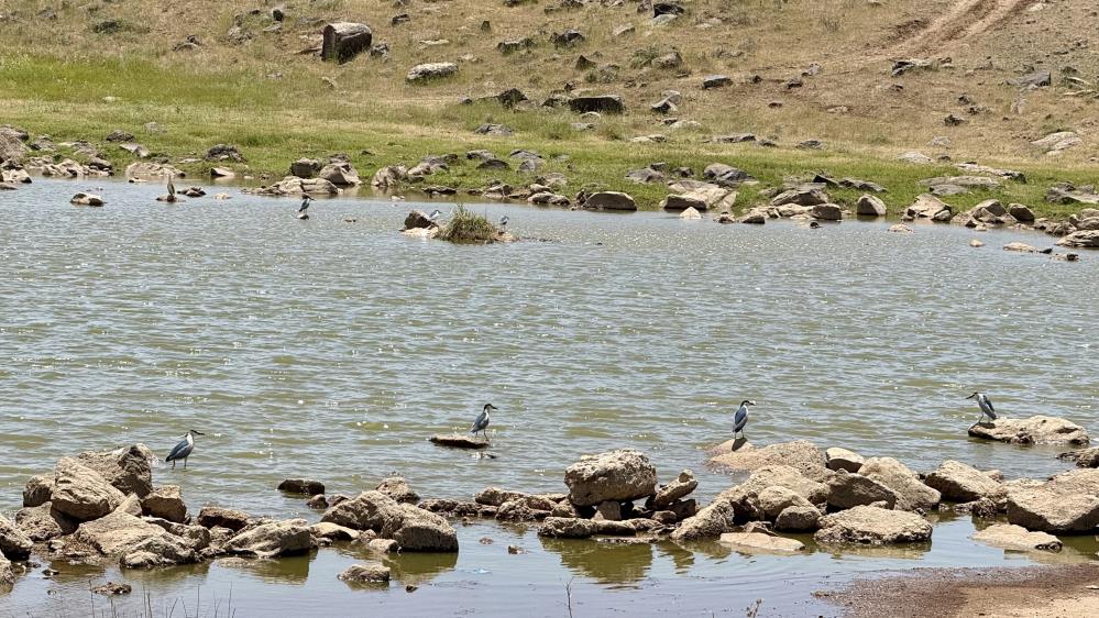 diyarbakirda-uzun-yillar-sonra-flamingo-goruldu-2.jpg