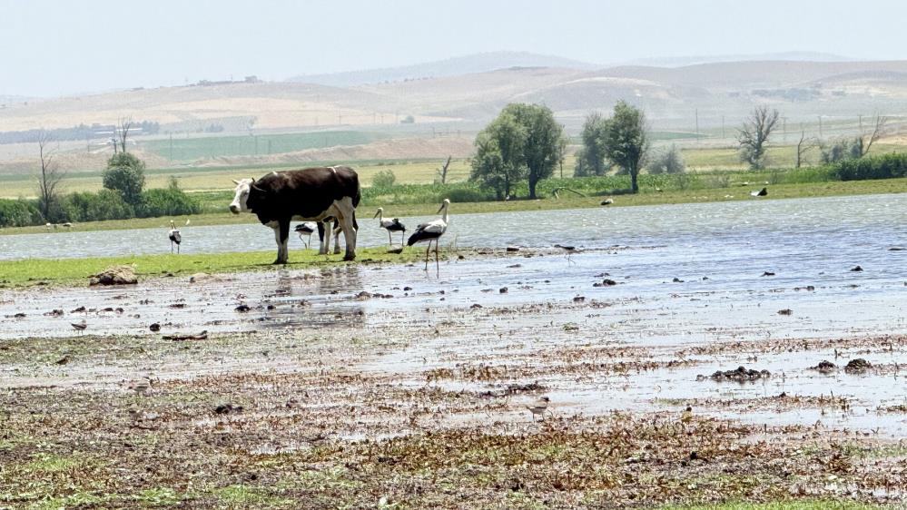 diyarbakirda-uzun-yillar-sonra-flamingo-goruldu.jpg