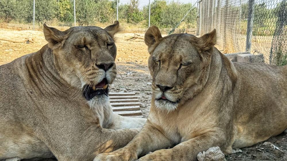 vahsi-hayvanlara-olan-sevgisini-12-yildir-aslanlari-besleyerek-surduruyor.jpg