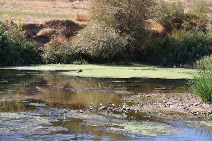 dicle-nehrinde-balik-olumleri-goruldu-2.jpg