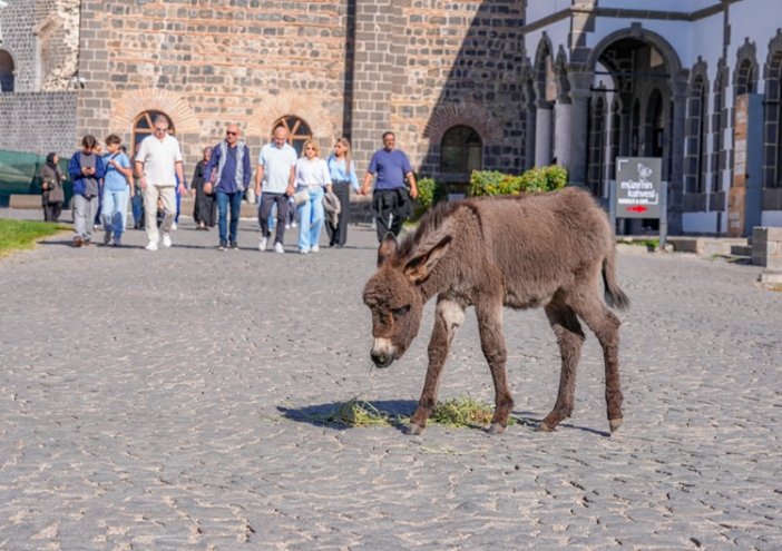 diyarbakirda-muze-bahcesindeki-sipa-midas-ziyaretcilerin-sevgisini-kazandi-2.jpg