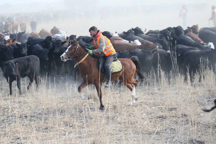 agri-daginin-kovboylari-yilki-atlariyla-suruleri-kontrol-ediyor-3.jpg