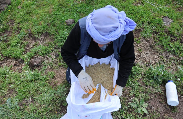 diyarbakirda-tescilli-karacadag-pirinci-icin-sezon-acildi-1.png