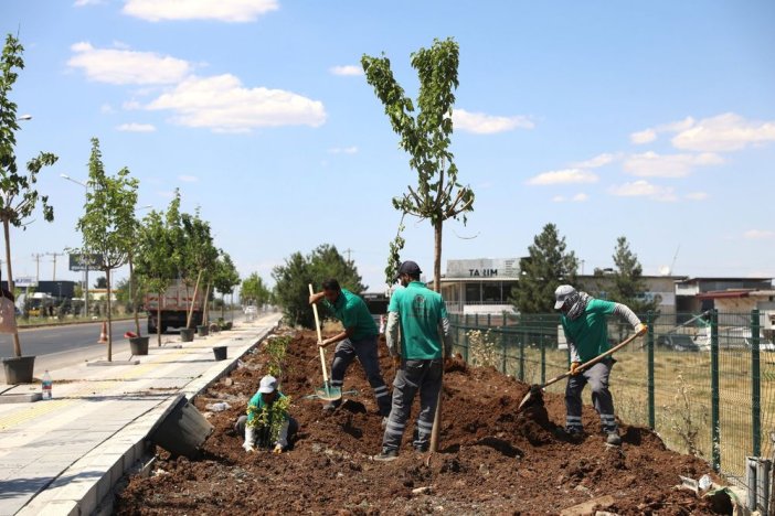 diyarbakir-mardin-yolunun-cehresi-23-bin-yeni-bitkiyle-degisiyor-2.jpeg