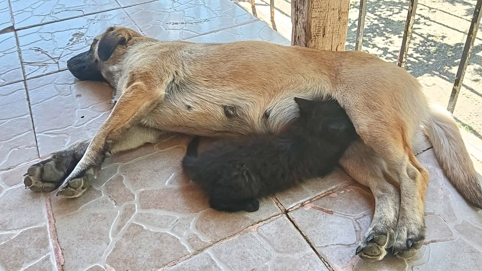 kedi-kopek-2.jpeg