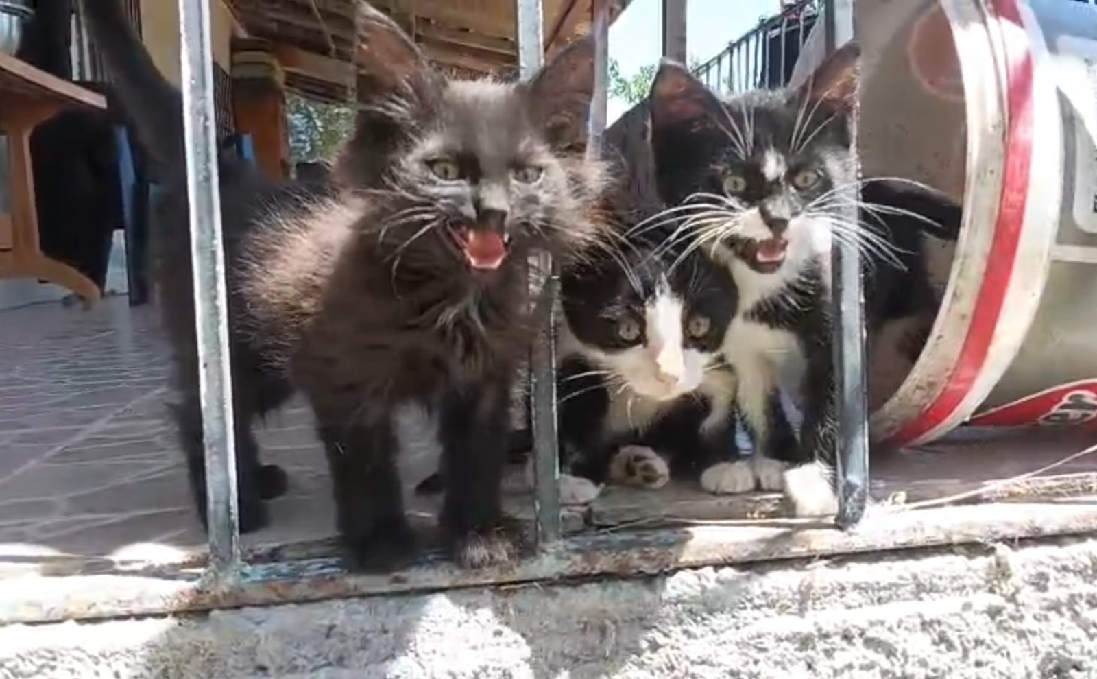 kedi-kopek-9.jpeg