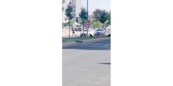 sokak-kopekleri-1.jpeg