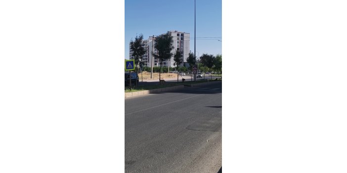 sokak-kopekleri-2.jpeg