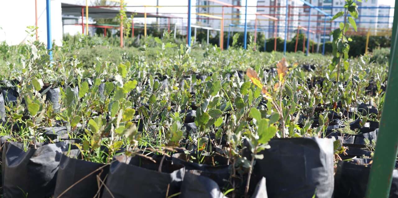 diyarbakirda-belediyeden-mese-agaci-projesi-2