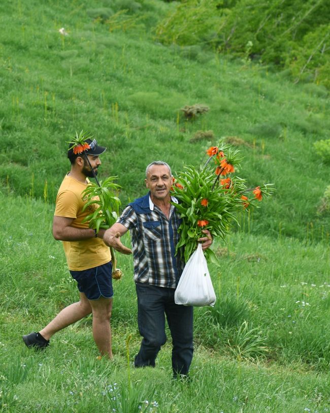 60-bin-tl-cezasi-olan-laleleri-koparip-goturduler-002.jpg