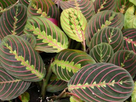 ararotmarantaniastas.jpg ararotmarantaniastas.jpg