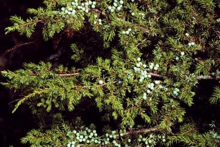 ardic-agaci.jpg ardic-agaci.jpg