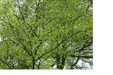 ardickatrani-agaci.jpg ardickatrani-agaci.jpg