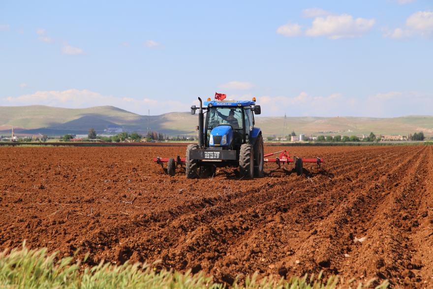 beyaz-altin-ekimi-basladi-(2).jpg