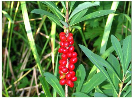 dulaptalotu.jpg dulaptalotu.jpg