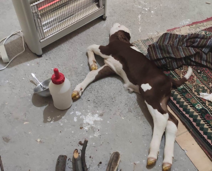 erken-dogan-buzagiyi-evinin-odasinda-besliyor-(1).jpg