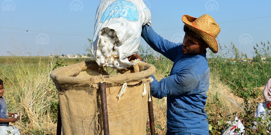 gap-pamuk-uretimini-arttirdi-(2).jpg