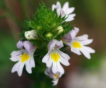 gozlul-otu.jpg gozlul-otu.jpg