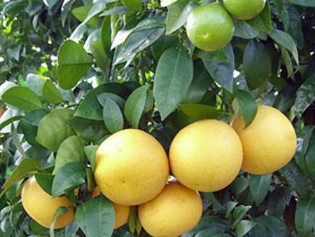 greyfurt.jpg greyfurt.jpg