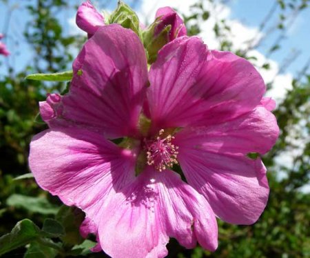 gulhatmi.jpg gulhatmi.jpg