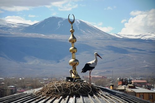 igdirin-sembolu-leylekler-yuvalarina-dondu1.jpg igdirin-sembolu-leylekler-yuvalarina-dondu1.jpg