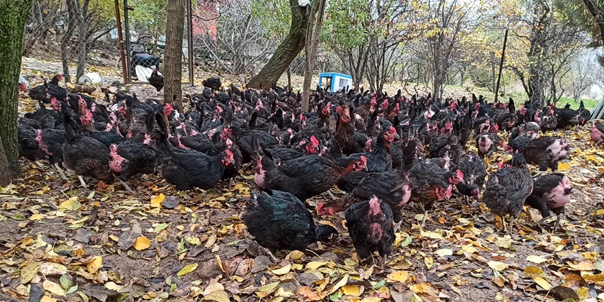 issiz-kaldi-tavuk-ciftligi-kurdu-(2).jpg