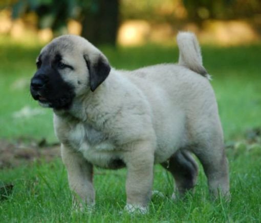 kangal-5.jpg
