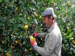 kapi-3.jpg kapi-3.jpg