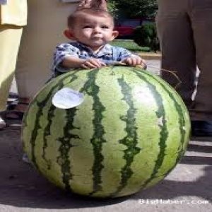 karpuz-001.jpg karpuz-001.jpg