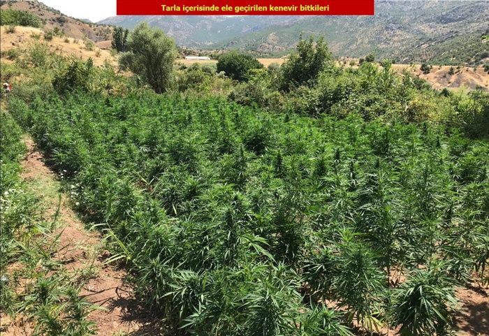 licede-yuklu-miktarda-kenevir-bitkisi-ele-gecirildi.jpg