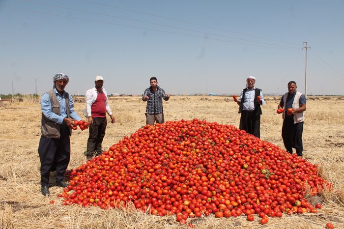 satamadigi-tonlarca-domatesi-tarlaya-doktu-001.jpg