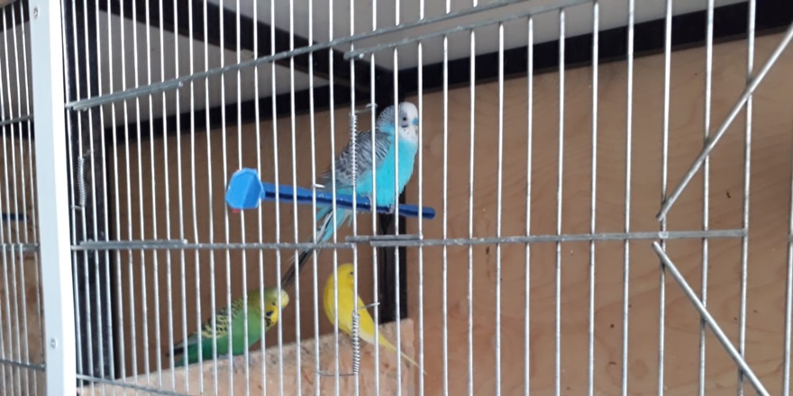 siirtli-itfaiyeci-petshop-acti-(2).jpg